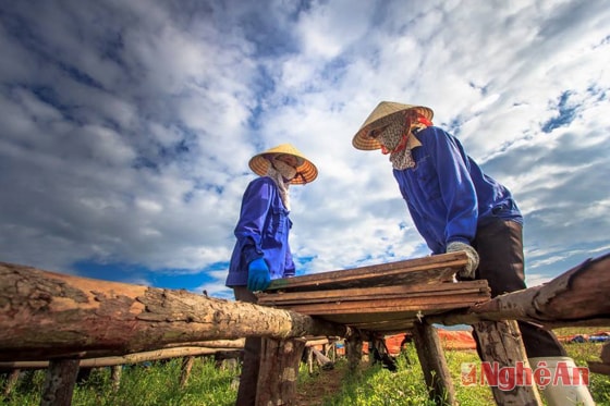 Phơi cá (ảnh chụp tại Quỳnh Lưu). Ảnh: Hồ Long