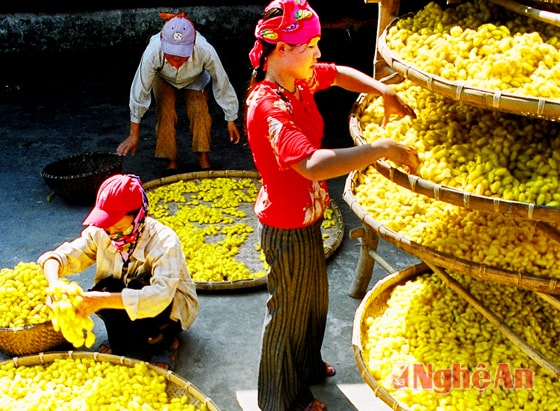 Kén vàng (ảnh chụp tại Diễn Kim, Diễn Châu). Ảnh: Cảnh Yên