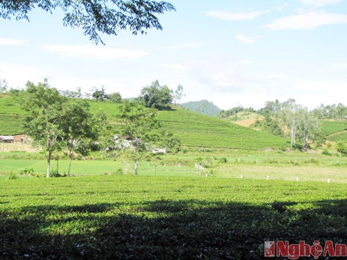 Hiện nay, huyện Anh Sơn đã quy hoạch tập trung các vùng chè nguyên liệu năng suất cao như Hùng Sơn, Long Sơn, Thành Sơn,... Các giống chè mới cũng được đưa vào trồng đại trà. Hiện sản lượng chè của huyện đạt hơn 20.000 tấn/năm.