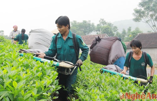 Mỗi tháng 1 lần, người dân lại thu hoạch chè. Trong ảnh, gia đình anh Phạm Văn Quảng, xóm Già Giang, xã Long Sơn thu hoạch chè bằng máy chuyên dụng.