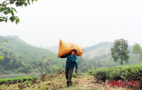 Rồi được vận chuyển từ đỉnh đồi tập trung xuống chân đồi.