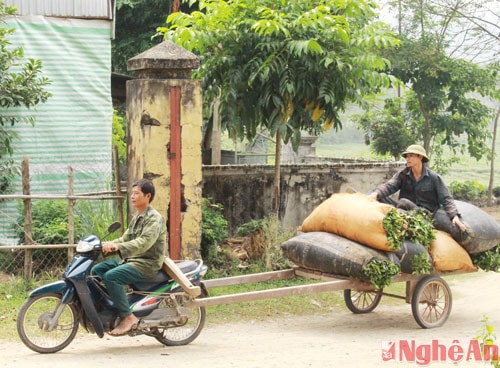 Và chở ra điểm thu mua tập trung.