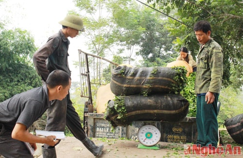 Hiện nay, giá chè bán giao động từ 3700 - 4100 đồng/kg chè tươi. Trong ảnh, công nhân xí nghiệp chè đen Anh Sơn nhập chè cho xí nghiệp.