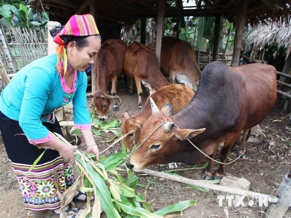 Ảnh minh họa. (Nguồn: TTXVN)