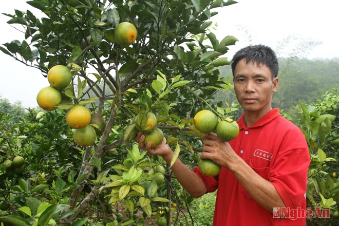 Trang trại anh Nguyễn Văn Thành thu hoạch cam vụ thứ 2, sản lượng 8 tấn quả, thu về khoảng 240 triệu đồng. 