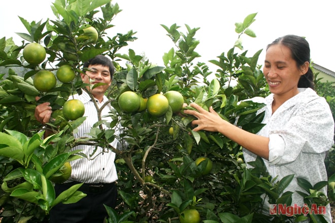Hộ chị Nguyễn Thị Lương, xóm 10, Minh Thành  thu nhập 80 triệu đồng/năm. 