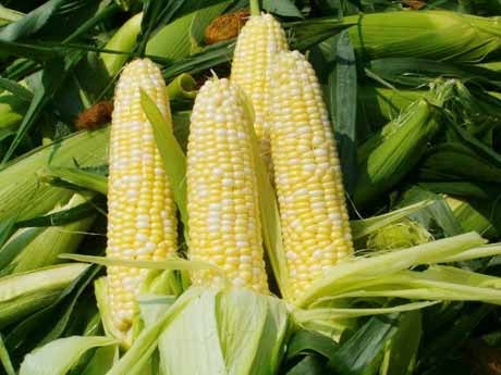 Công dụng bất ngờ của ngô trong ngừa ung thư và tim mạch