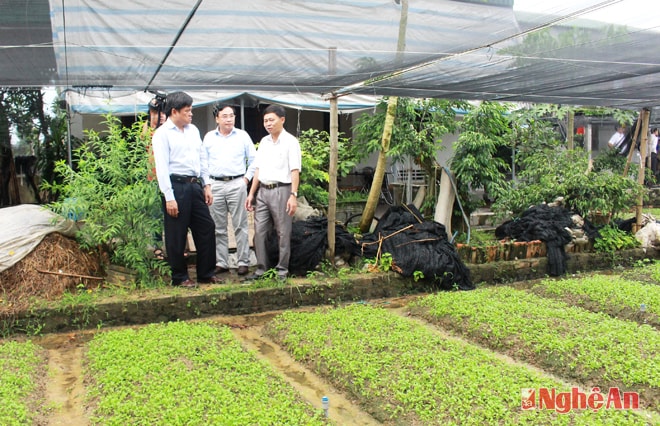 Đồng chí Trần Thanh Nam (ngoài cùng bên trái) tham quan mô hình trồng rau an toàn tại xã Hưng Đông (TPVinh)