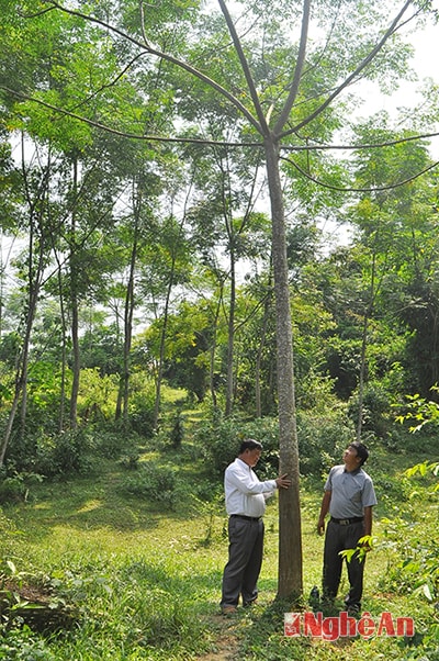 Vườn xoan của ông Lô Xuân Thỉu, bản Phảy sắp thu hoạch.