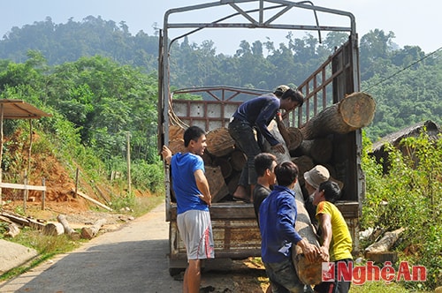 Thu mua gỗ xoan tại bản Phảy, xã Xiêng My (Tương Dương).