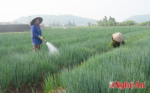 Nông dân xã Quỳnh Lương (Quỳnh Lưu) chăm sóc rau màu.