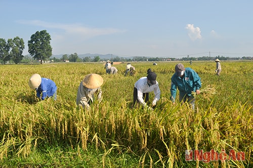 Thu hoạch lúa vụ hè thu 2014 ở xã Long Thành (Yên Thành).