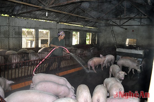 Một Trang trại nuôi lợn ở xã Thanh Dương (Thanh Chương).