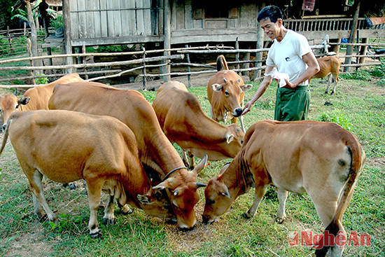 Anh Lô Văn Tuyến chăm sóc đàn bò của gia đình.