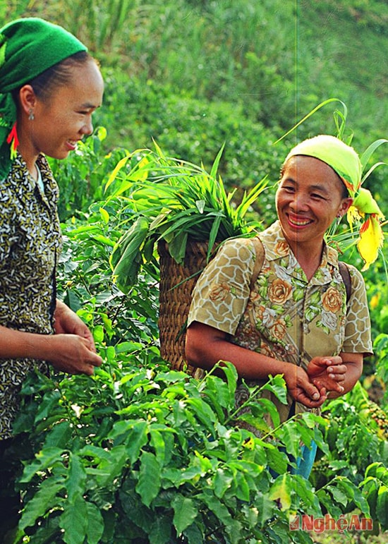 Bên rẫy.Ảnh: cao đông