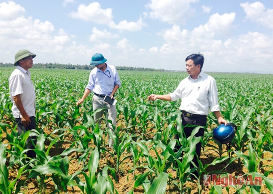 Kiểm tra ngô đông trên đất 2 lúa ở xã Diễn Mỹ (Diễn Châu).