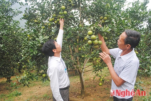 Vườn cam của gia đình ông Tăng Ngọc Sơn ở bản Pha, xã Yên Khê (huyện Con Cuông).