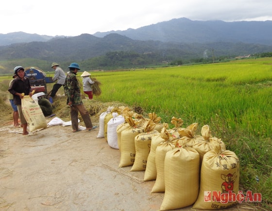 Nông dân xã Châu Kim (Quế Phong) thu hoạch lúa vụ mùa 2014.