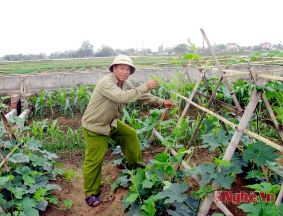 CCB Phan Huy Tồn chăm sóc  ruộng dưa.