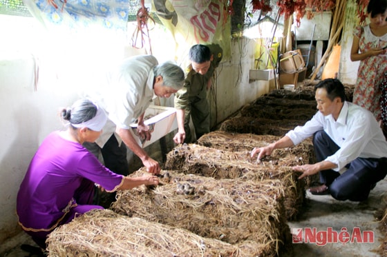 Hướng dẫn kỹ thuật trồng nấm rơm cho nông dân ở xã Diễn Nguyên (Diễn Châu). Ảnh: Công Sáng