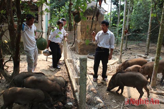 Anh Trần Phúc Đạt hướng dẫn khách tham quan trang trại nuôi lợn rừng.