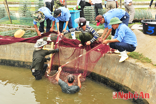 Sinh viên Trường Đại học Vinh thu hoạch tôm thực nghiệm tại Trung tâm thực hành.   Ảnh:   Sỹ Minh