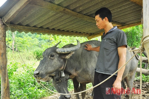 Anh Lô Văn Uyên (bản Xiềng Nứa - Yên Na - Tương Dương) chăm sóc các chú trâu chuẩn bị cho mùa vụ tiếp