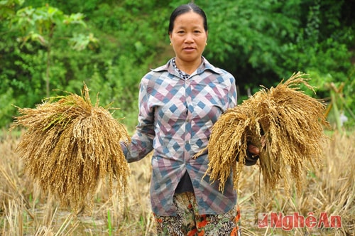 Chị Lương Thị E Tập (bản Xiềng Nứa - xã Yên Na - Tương Dương) với niềm vui thu hoạch vụ lúa