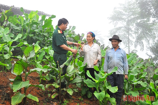 Cán bộ Đoàn Kinh tế - Quốc phòng 4 hướng dẫn kỹ thuật trồng cây dong riềng  cho đồng bào Mông ở Na Ngoi (Kỳ Sơn).Ảnh: trần hải