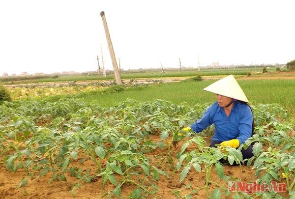 Nông dân xã Quỳnh Lương (Quỳnh Lưu) chăm sóc cà chua.