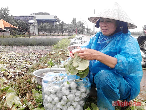 Bà Hồ Thị Hảo ở xóm 6, xã Quỳnh Minh  thu hoạch rau.