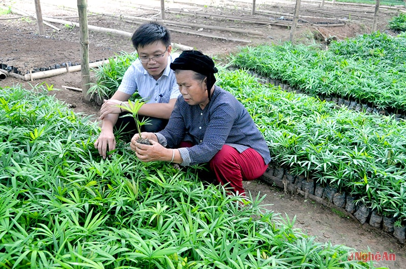 Vùng ngoài của huyện Tương Dương, người dân có nhiều mô hình sản xuất (Trong ảnh: Mô hình trồng mây giống của xã viên HTX bản Na Tổng, xã Tam Thái)