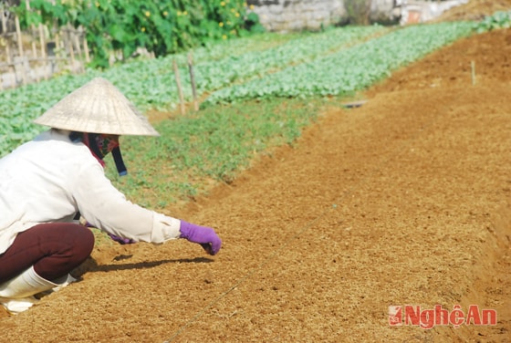 Trỉa rau cải cho vụ mới.