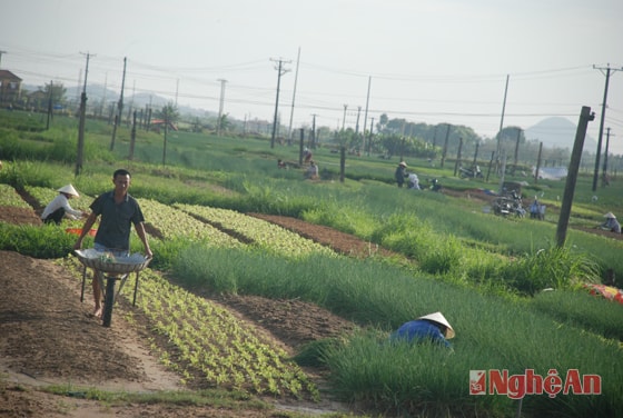 Bà con Quỳnh Lương khẩn trương ra đồng thu hoạch rau màu.