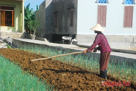 Làm đất chuẩn bị cho vụ hành mới.