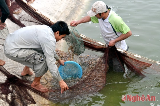 Thu hoạch tôm ở xã Quỳnh Thanh (Quỳnh Lưu).