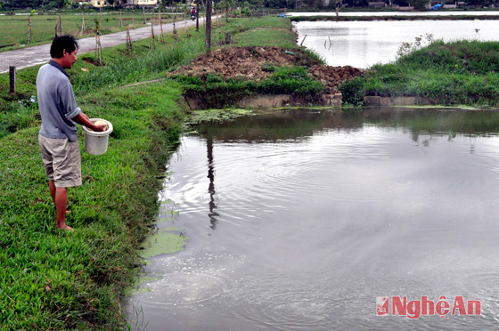 Anh Lê Văn Đô (khối 5, Thị trấn Đô Lương) chăm sóc cá giống.