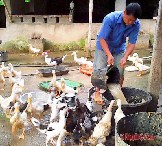 Mô hình trang trại chăn nuôi tổng hợp của anh  Kha Văn Hướng ở bản Lủng, Tam Thái (Tương Dương).