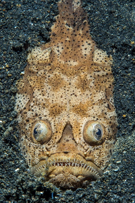 Con cá sao Nhật ở Bitung, North Sulawesi, Indonesia.