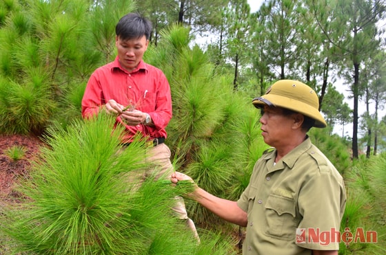 Kiểm tra sâu róm phá hại rừng thông ở xã Nghi Tiến, huyện Nghi Lộc.