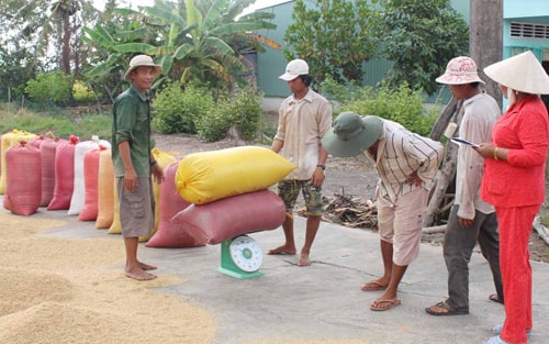 Chính sách về tạm trữ lúa gạo đang còn nhiều bất cập