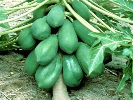 Nhờ cọng đu đủ mà các cơn đau của ông Thọ giảm dần