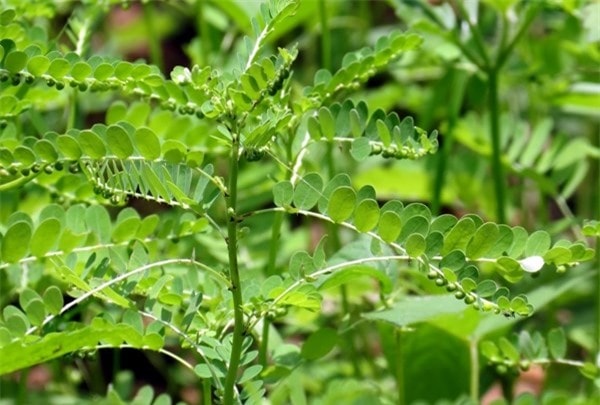 Sau khi uống nước cọng đu đủ và cây chó đẻ một ngày thì cơ thể ông Thọ có phản ứng ngay 