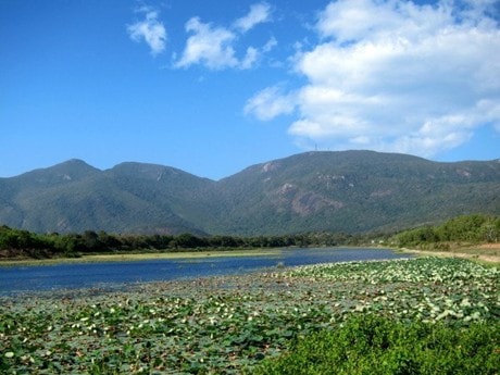 Hồ sen trong vườn quốc gia Côn Đảo. 