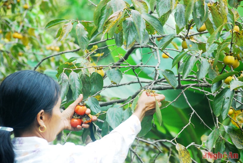 KHi hái hồng người dân Nam Anh phân loại hồng ngay trên cây, loại chín cây thường giá rẻ hơn bởi không để được lâu