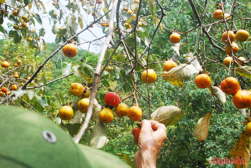 Mùa hồng ở Nam Anh