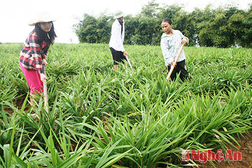 Gia đình bà Nguyễn Thị Lễ (xóm 10, xã Thanh Nho, Thanh Chương) chăm sóc cây rễ hương.