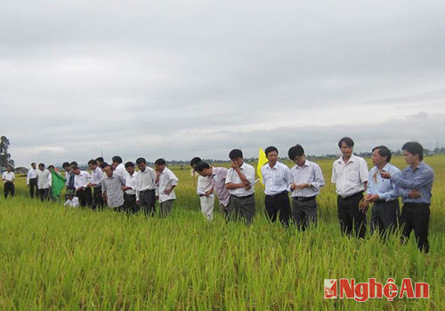 Các đại biểu tham gia Hội thảo giống lúa SL9 tại huyện Hưng Nguyên.