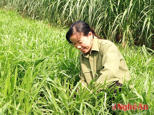Chị Nguyễn Thị Lộc trong vườn cỏ được trồng phục vụ chăn nuôi bò sữa.