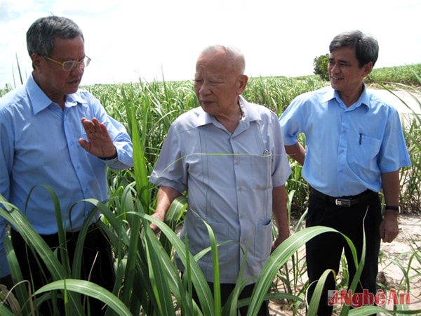 Nguyên Phó Thủ tướng Chính phủ Nguyễn Công Tạn thăm một cánh đồng mía năng suất cao. Ảnh: Tư liệu